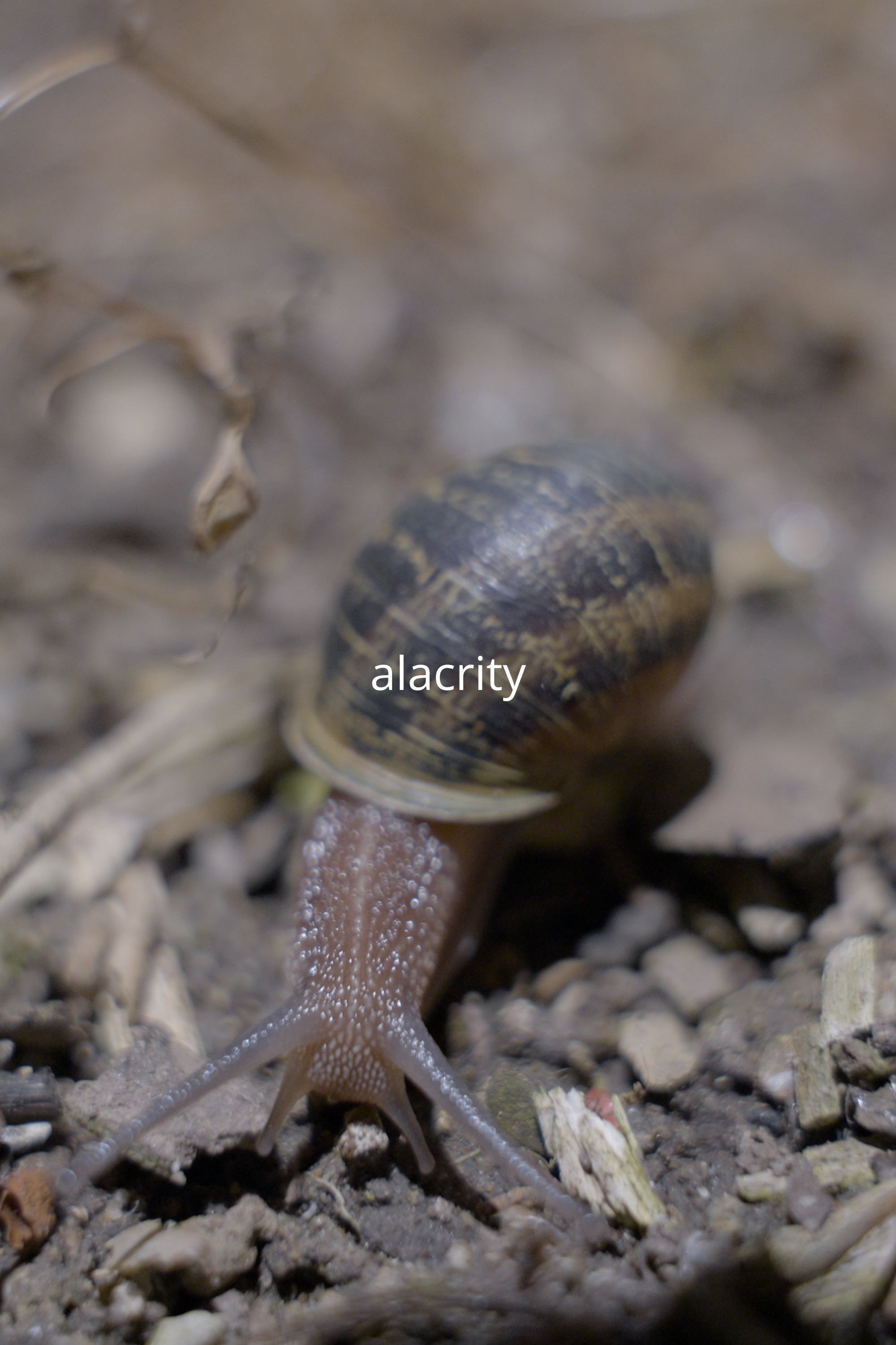 Alacrity cover