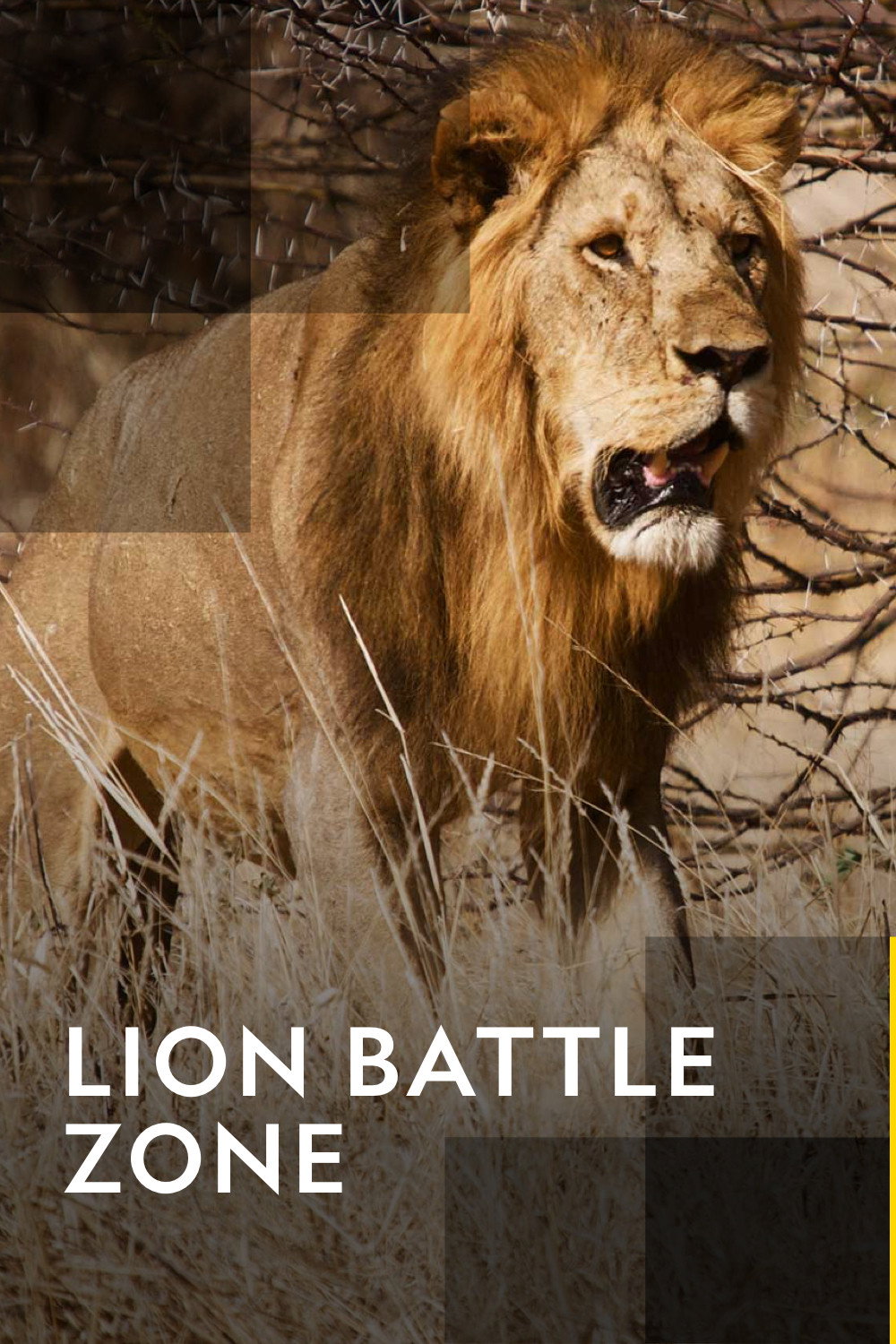 Lion Battle Zone cover