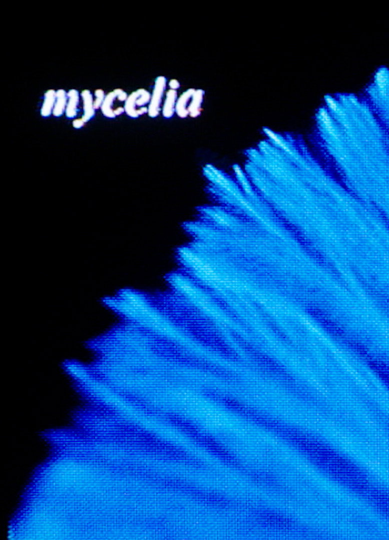 mycelia cover