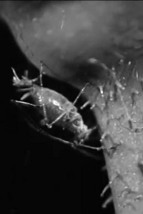 The Aphis cover